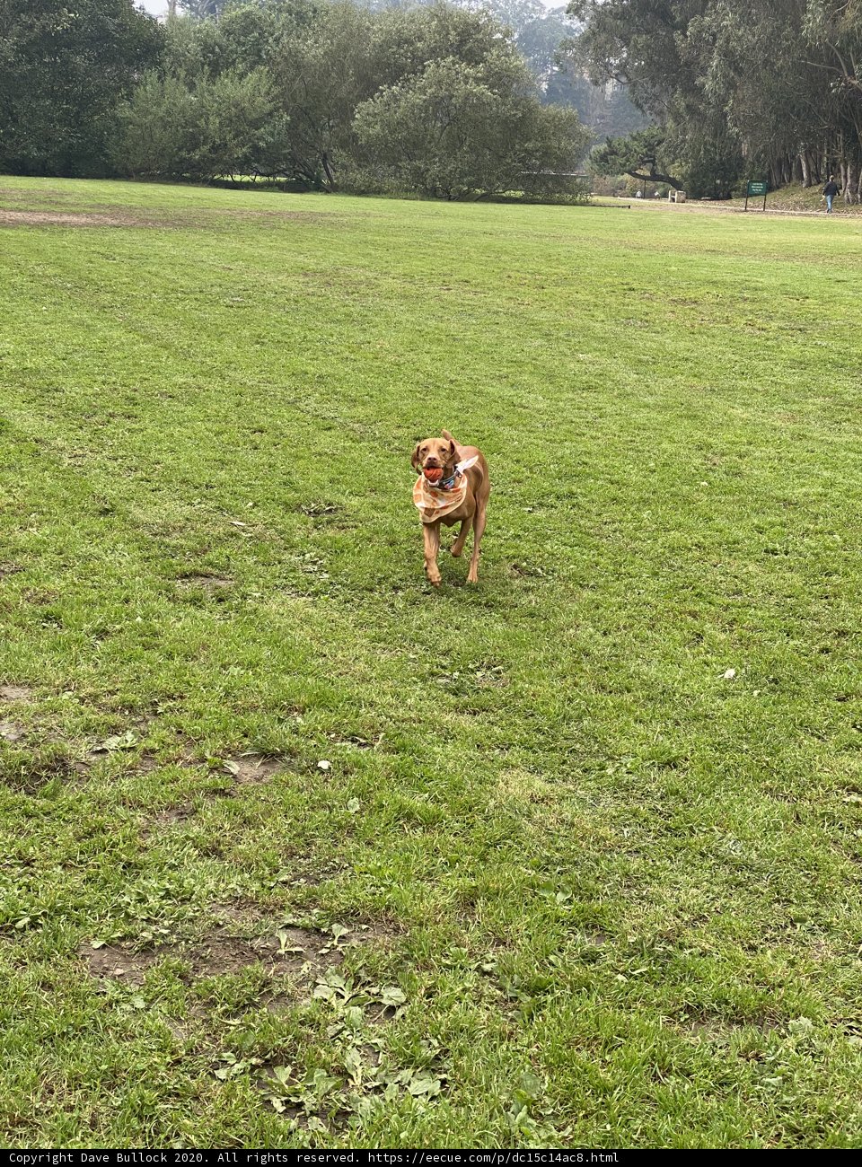 Run, Dog, Run!