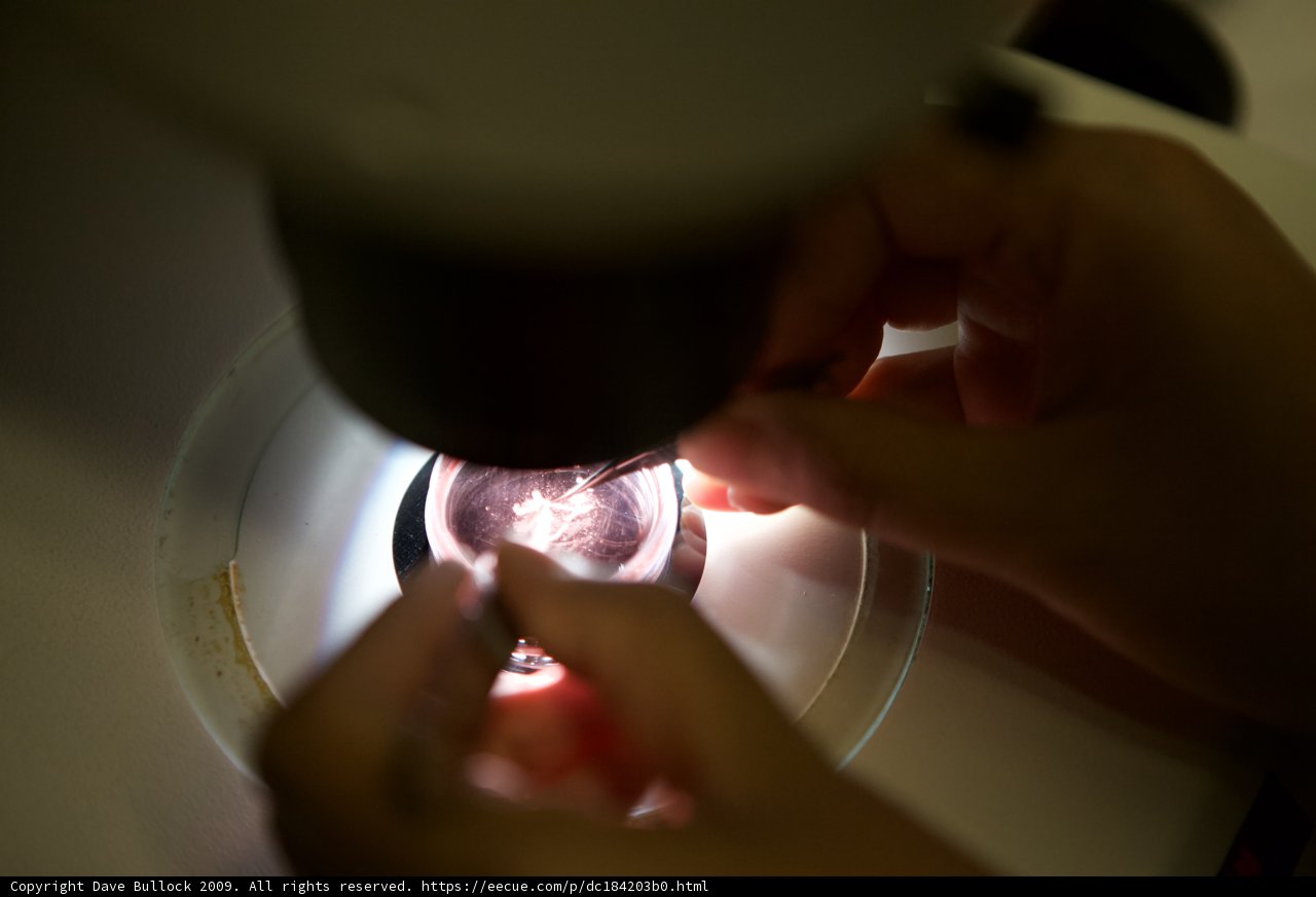 Examining the Filament