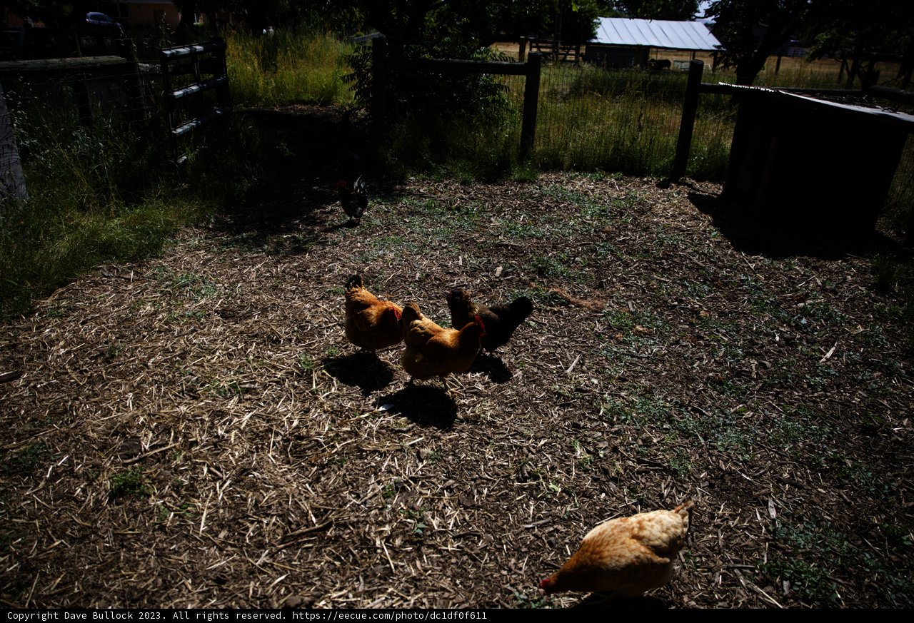 A Stroll in the Chicken Yard