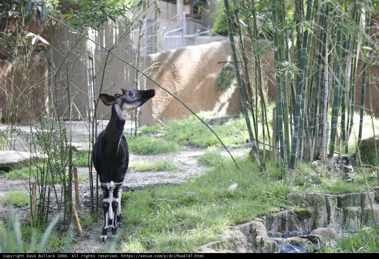 Majestic Deer in the Wild