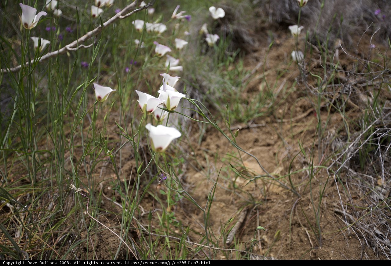 Wildflowers Along the Trail