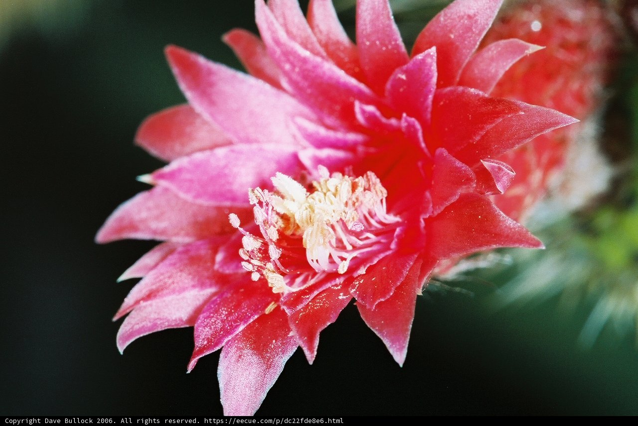 Pink Carnation in Bloom