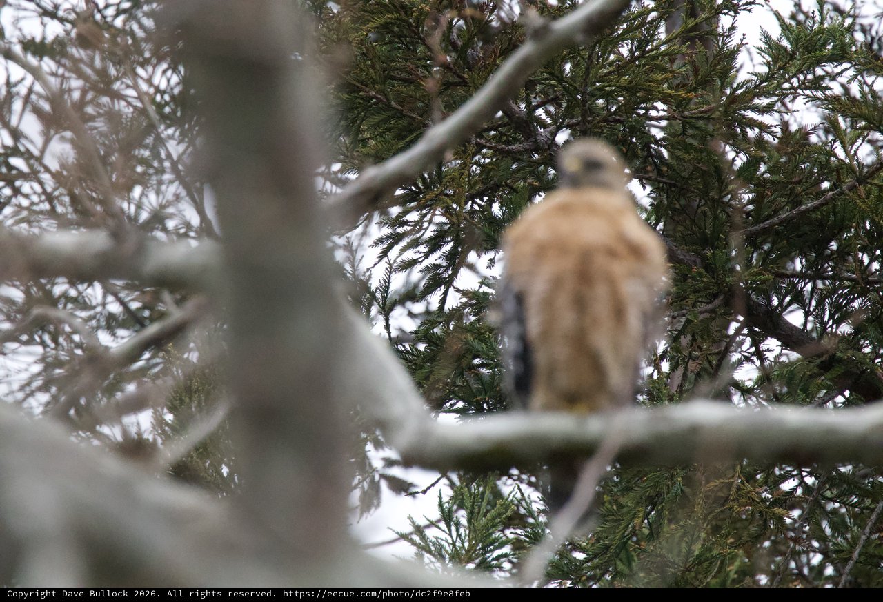 Cooper's Hawk Perched in Snowy Evergreen Branches