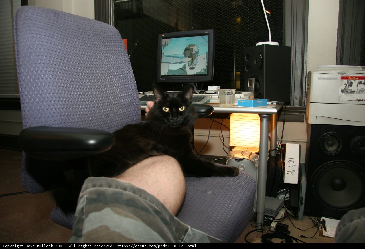 The Tech-Savvy Cat