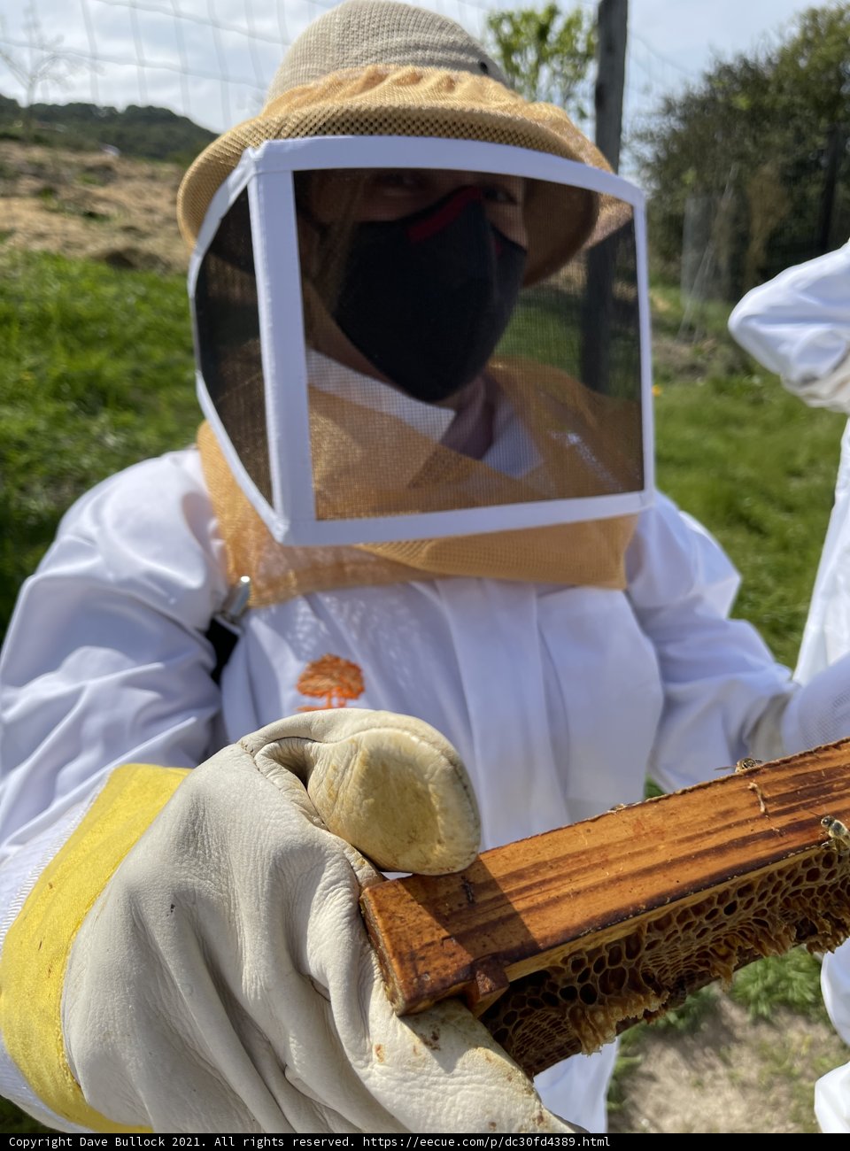 The Beekeeper Bride