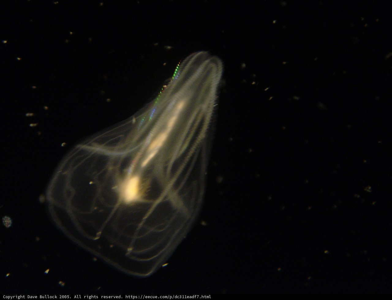Starlit Jellyfish