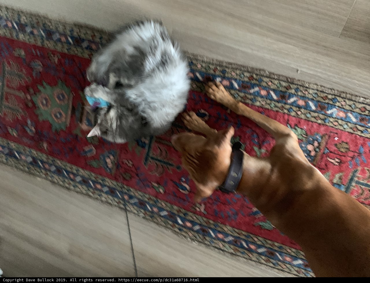 Playtime on Hardwood
