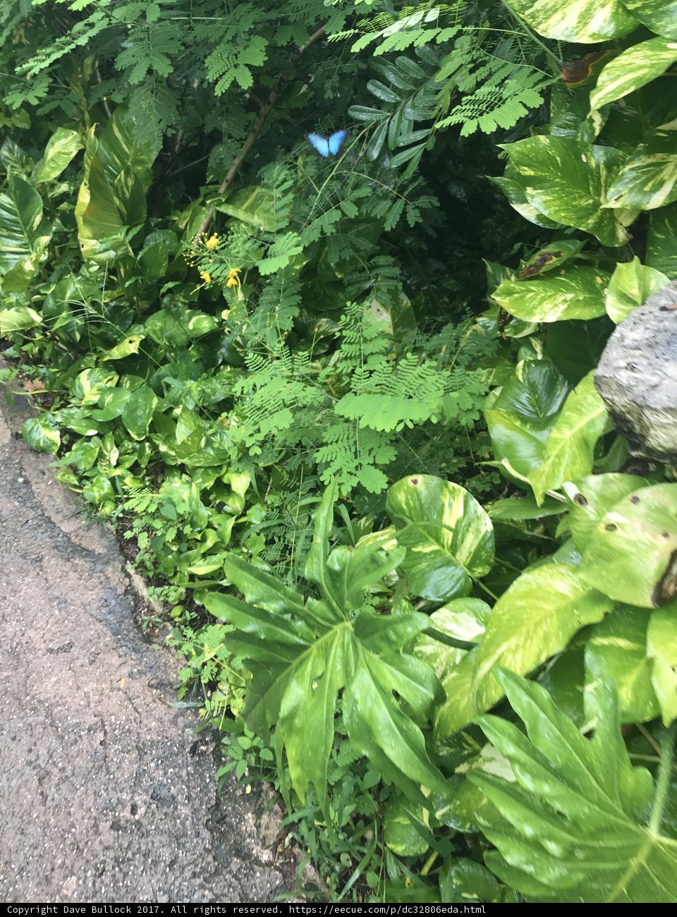 Green Trail