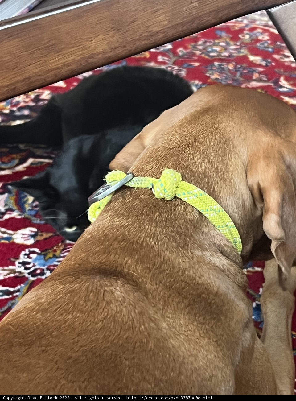 Furry Friends Taking Over