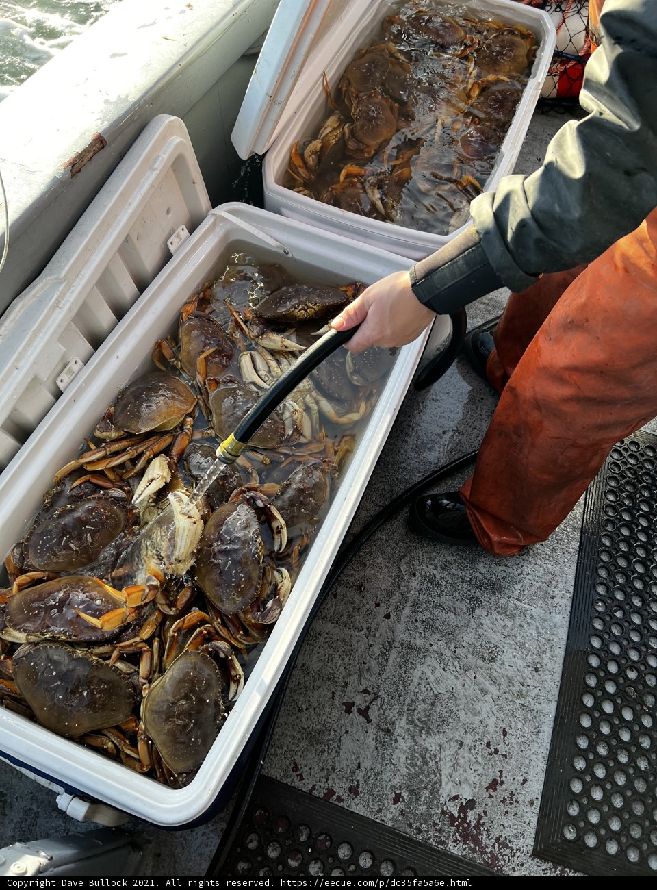 Fresh Seafood Catch