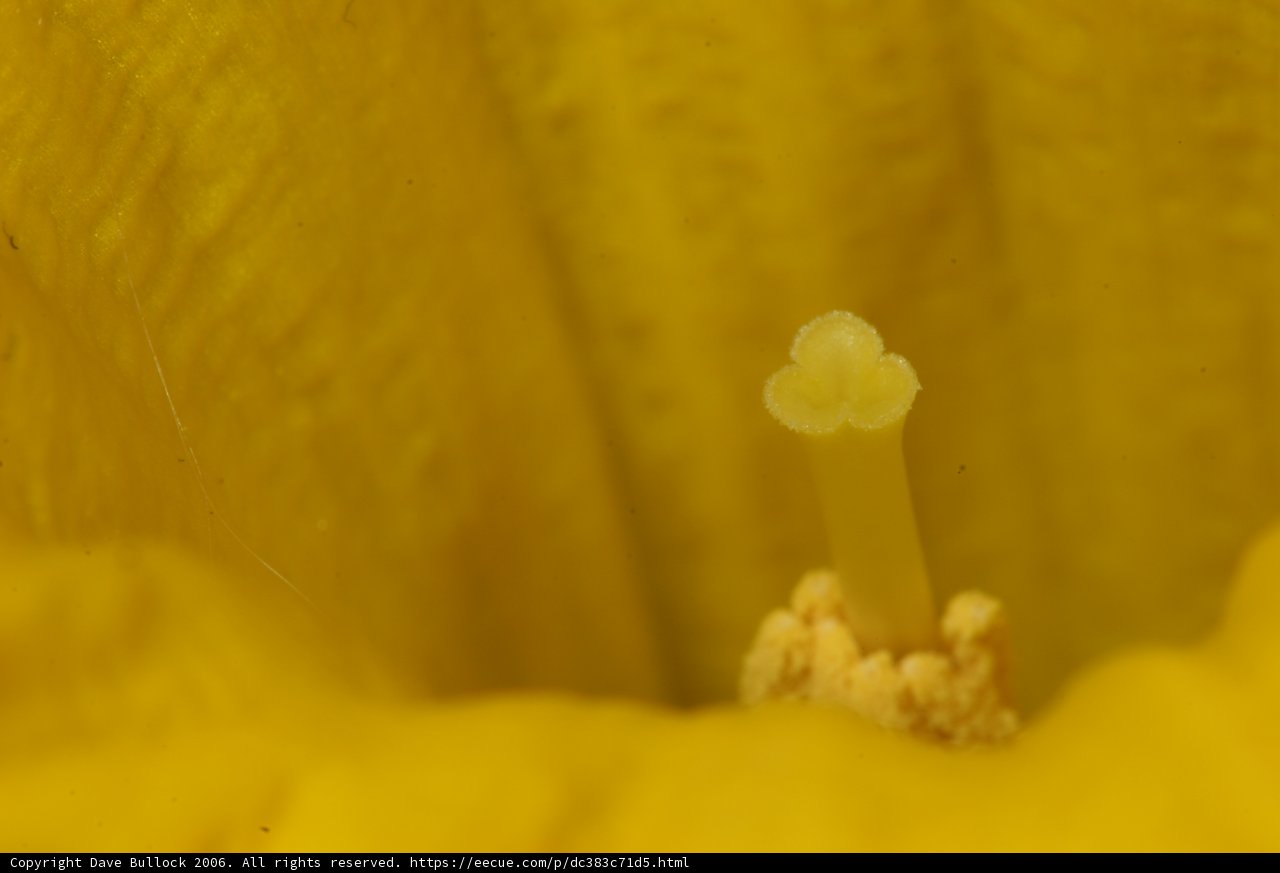 Up Close and Personal with a Yellow Geranium Flower