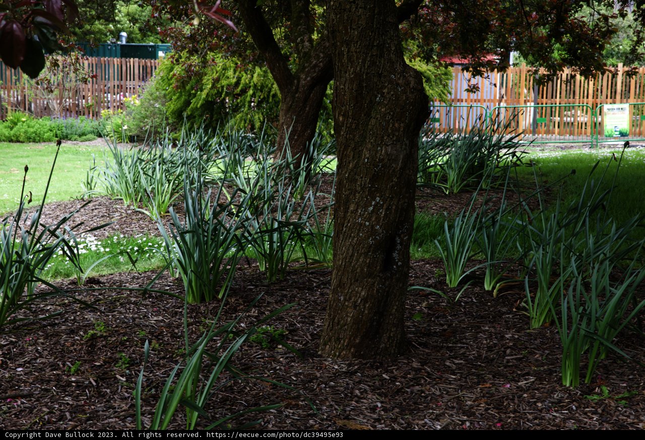 Vibrant Greenery in San Francisco Botanical Garden