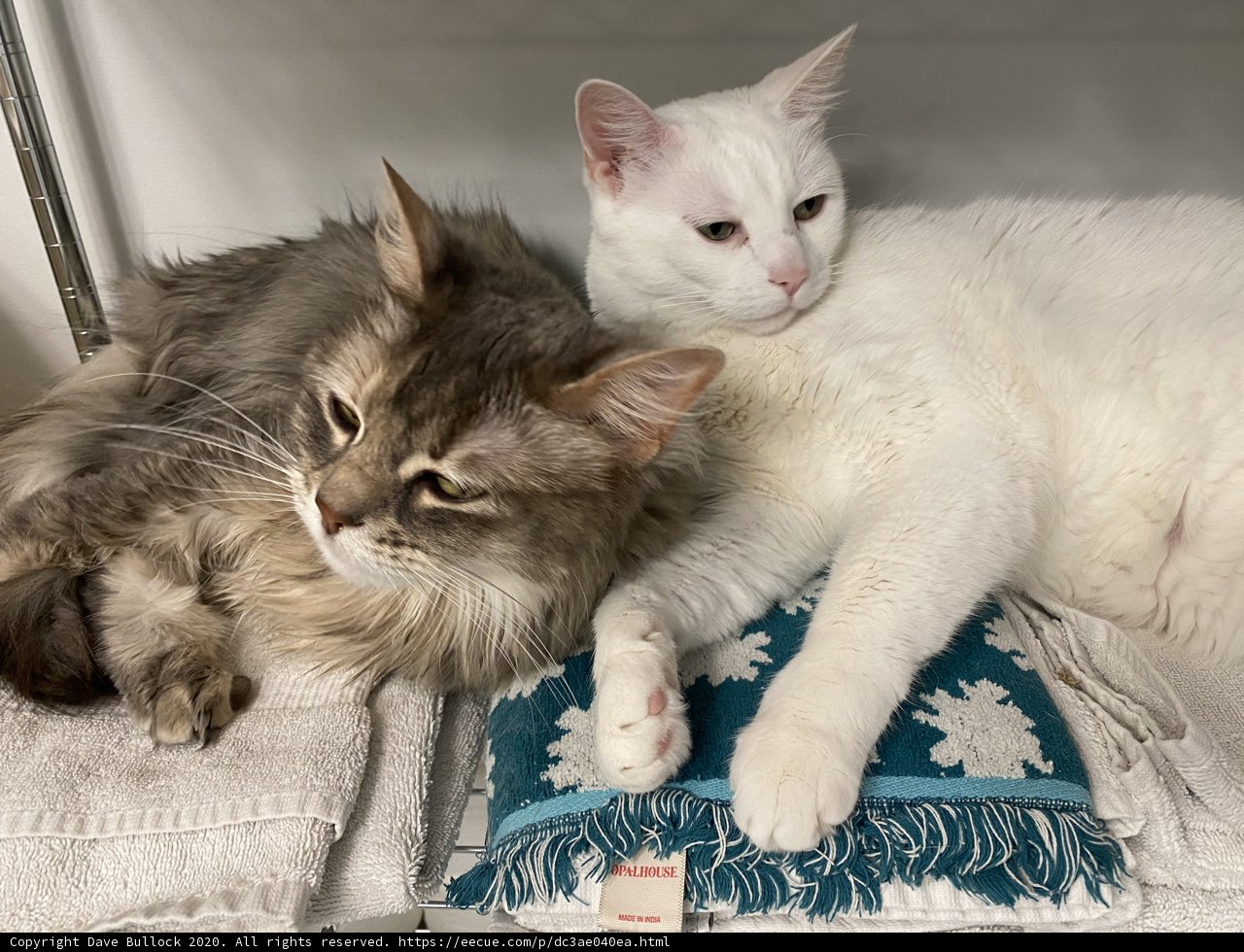Feline Roommates