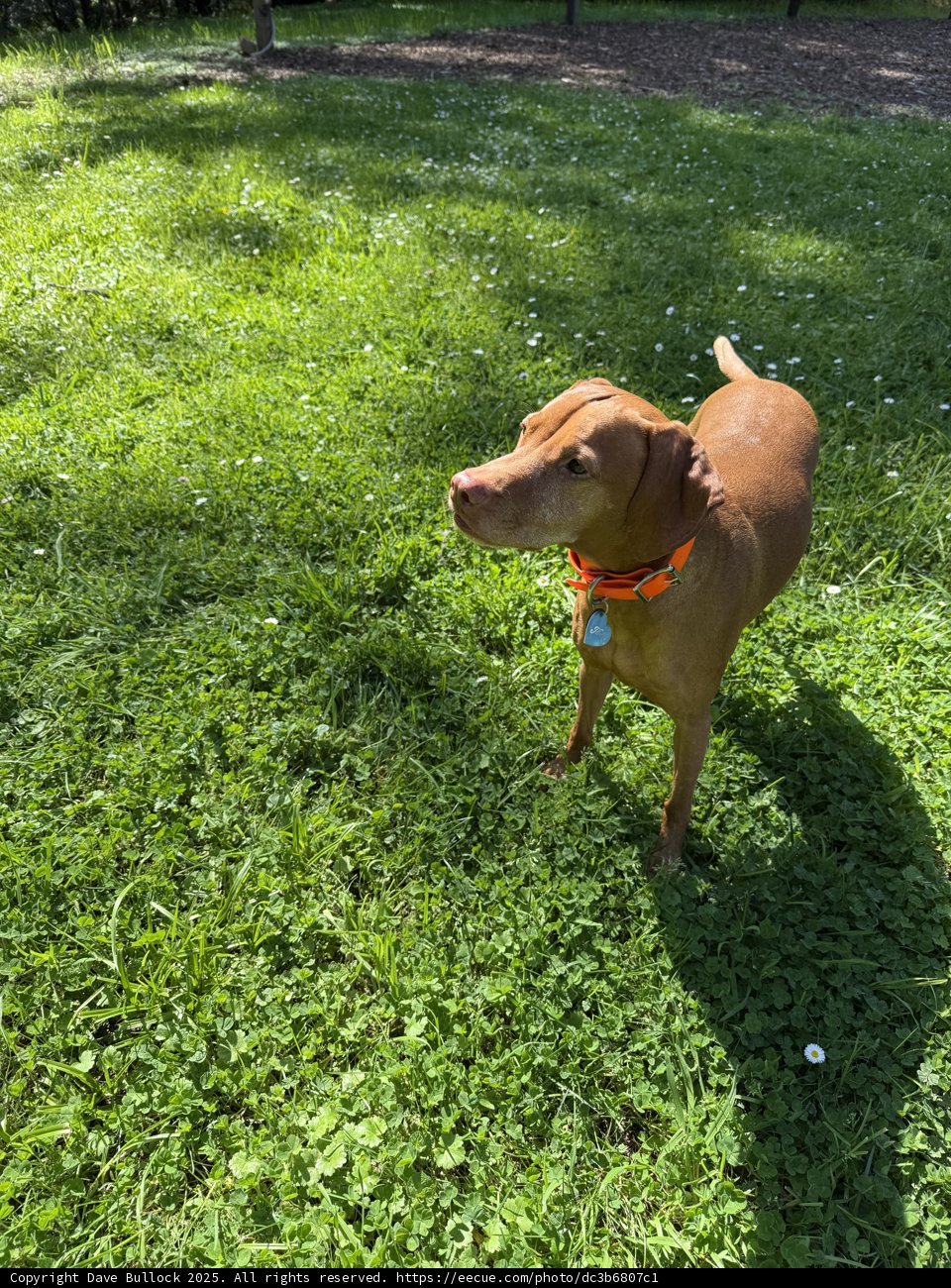 Sunny Playtime in Guerneville