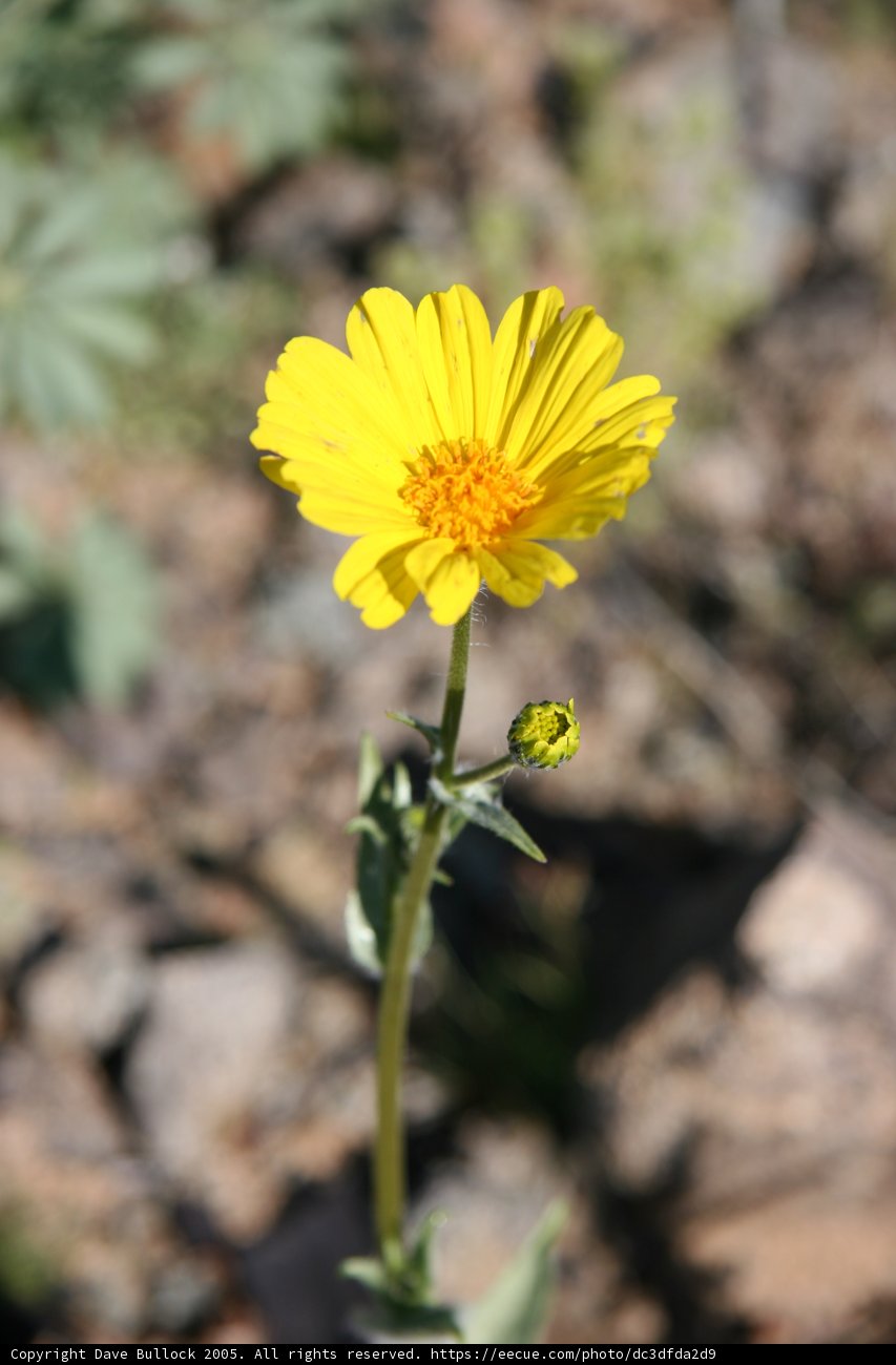 Yellow Daisy Amidst the Rocks