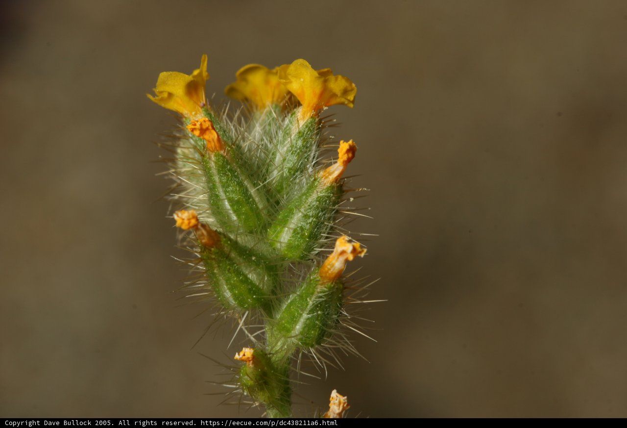 The Delicate Beauty of a Yellow Blossom