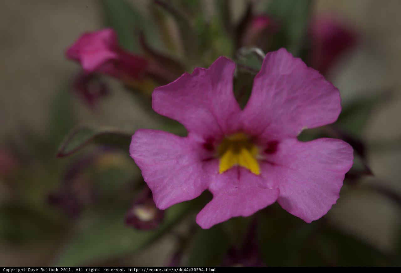 Pink Geranium Flower Close-Up