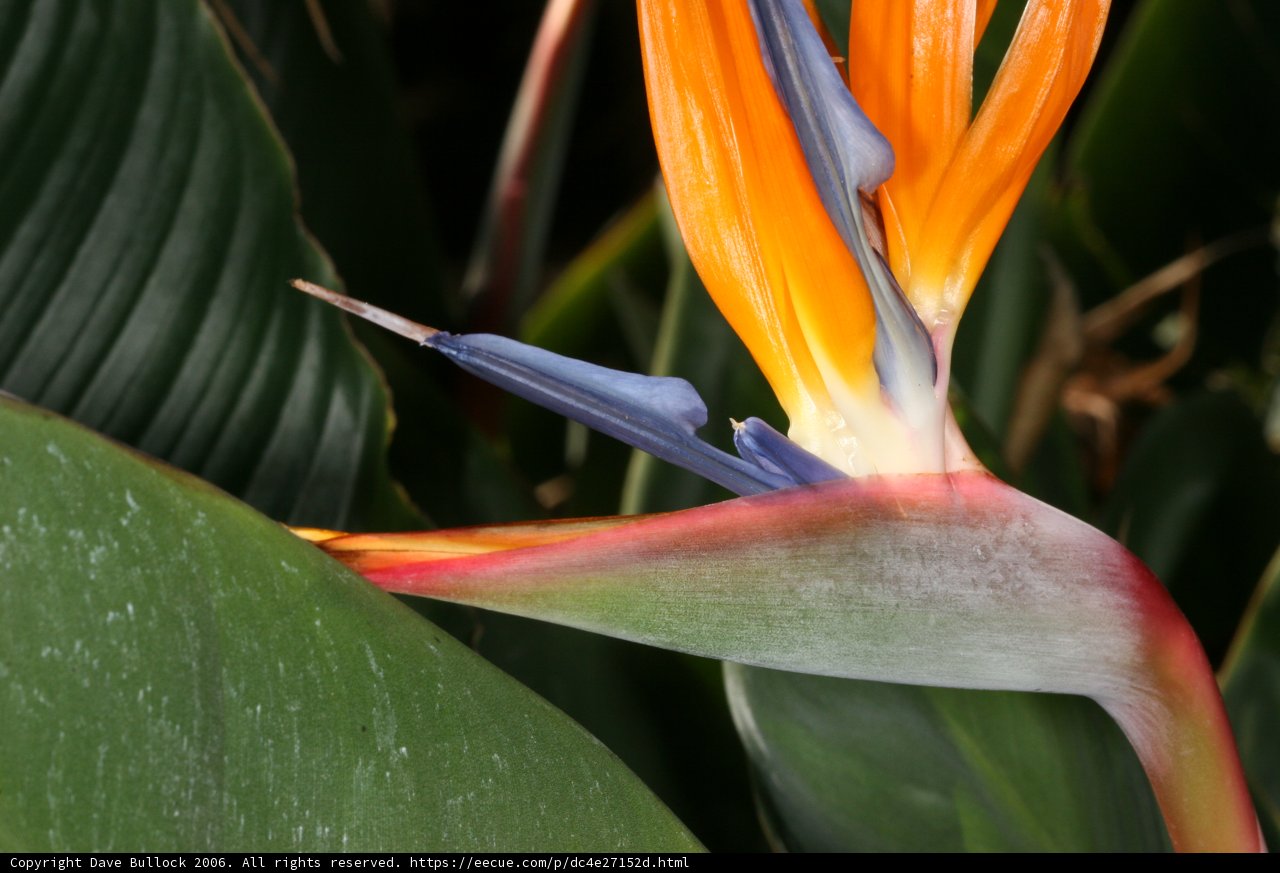 Exotic Bird of Paradise