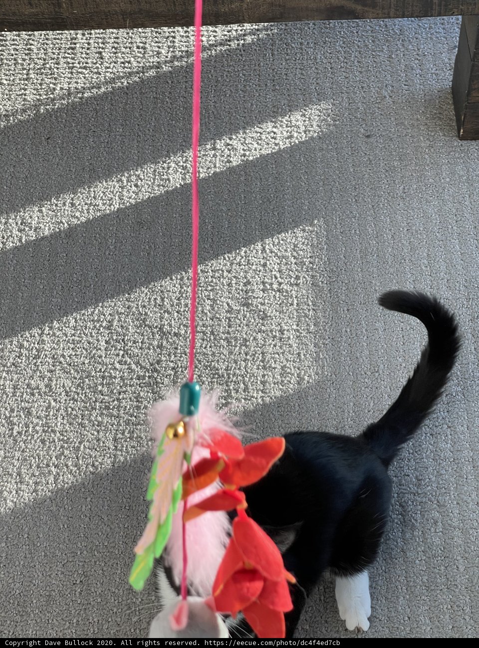 Feline Adventure: A Cat on a Leash