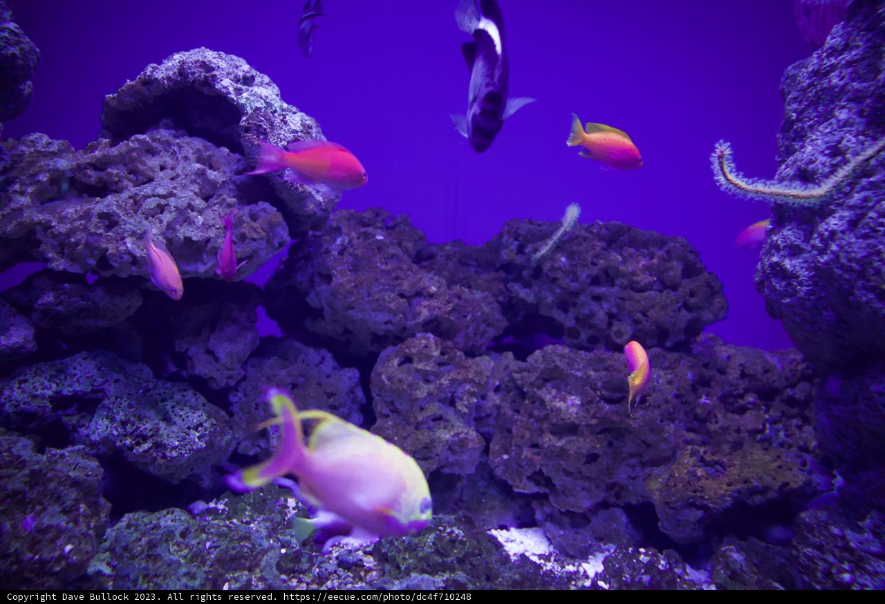 Dazzling Aquatic Life: 2023 Golden Gate Park Aquarium