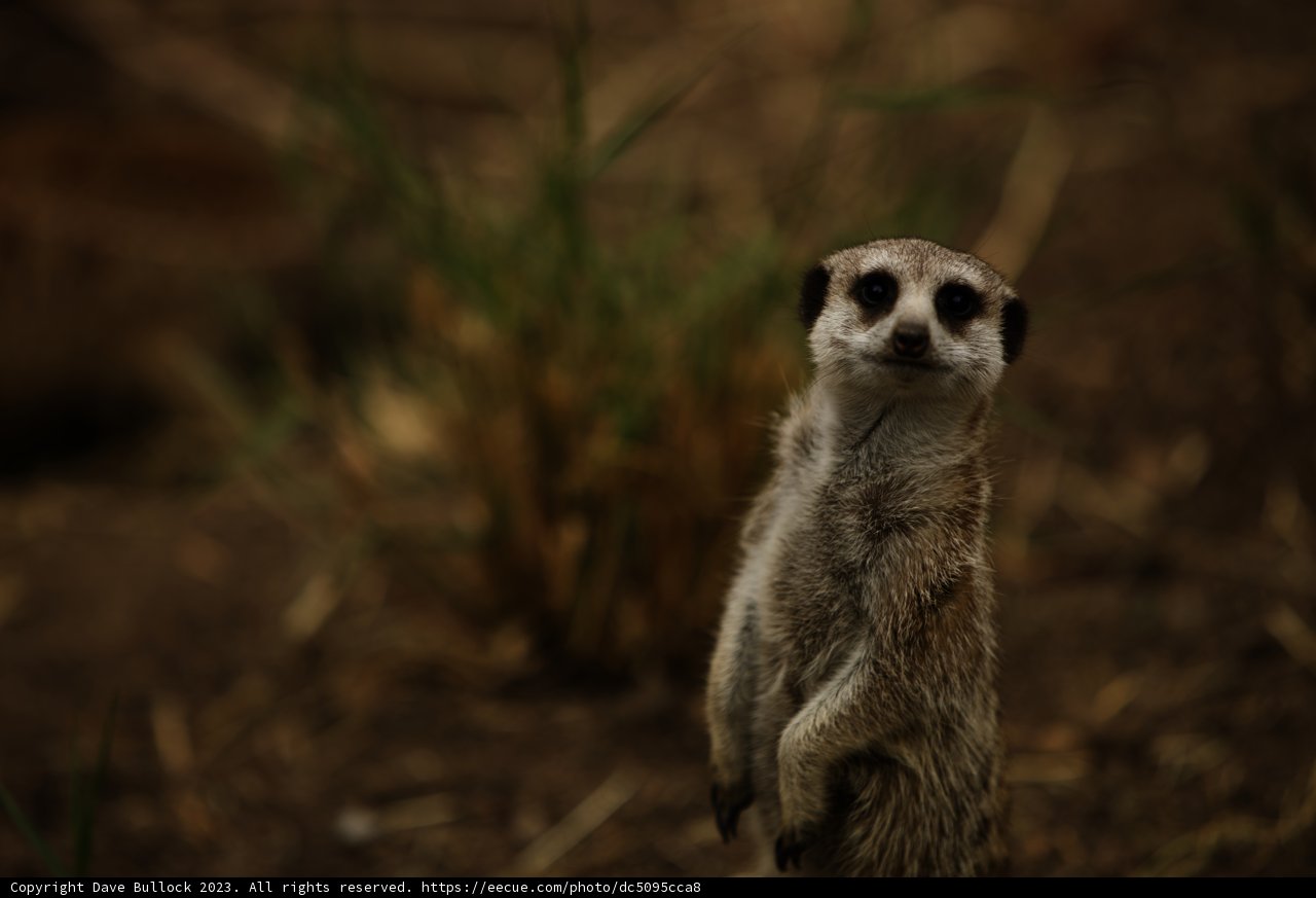 A Meerkat Moment at Oakland Zoo, 2023