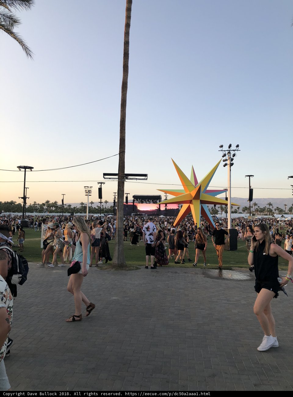 A Stroll Among the Palms
