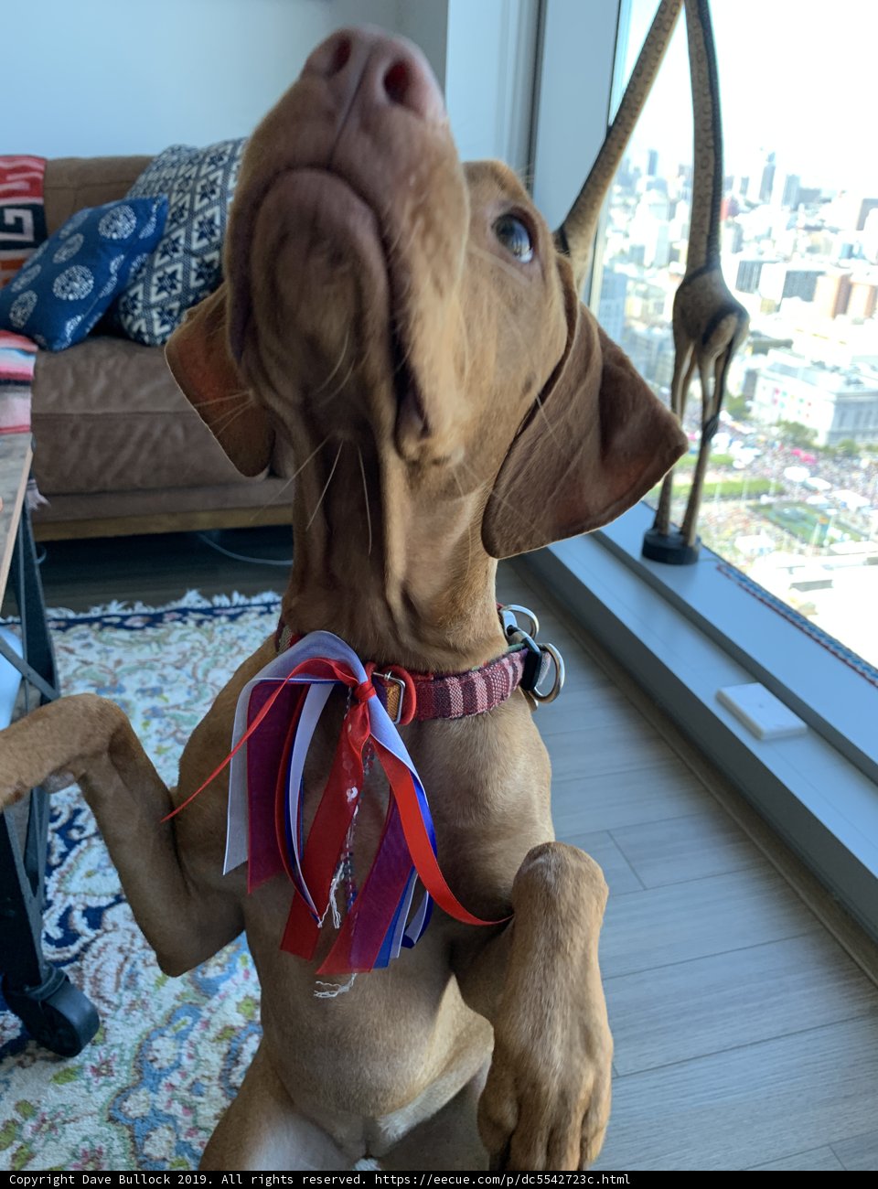 Posh Pup with a Ribbon