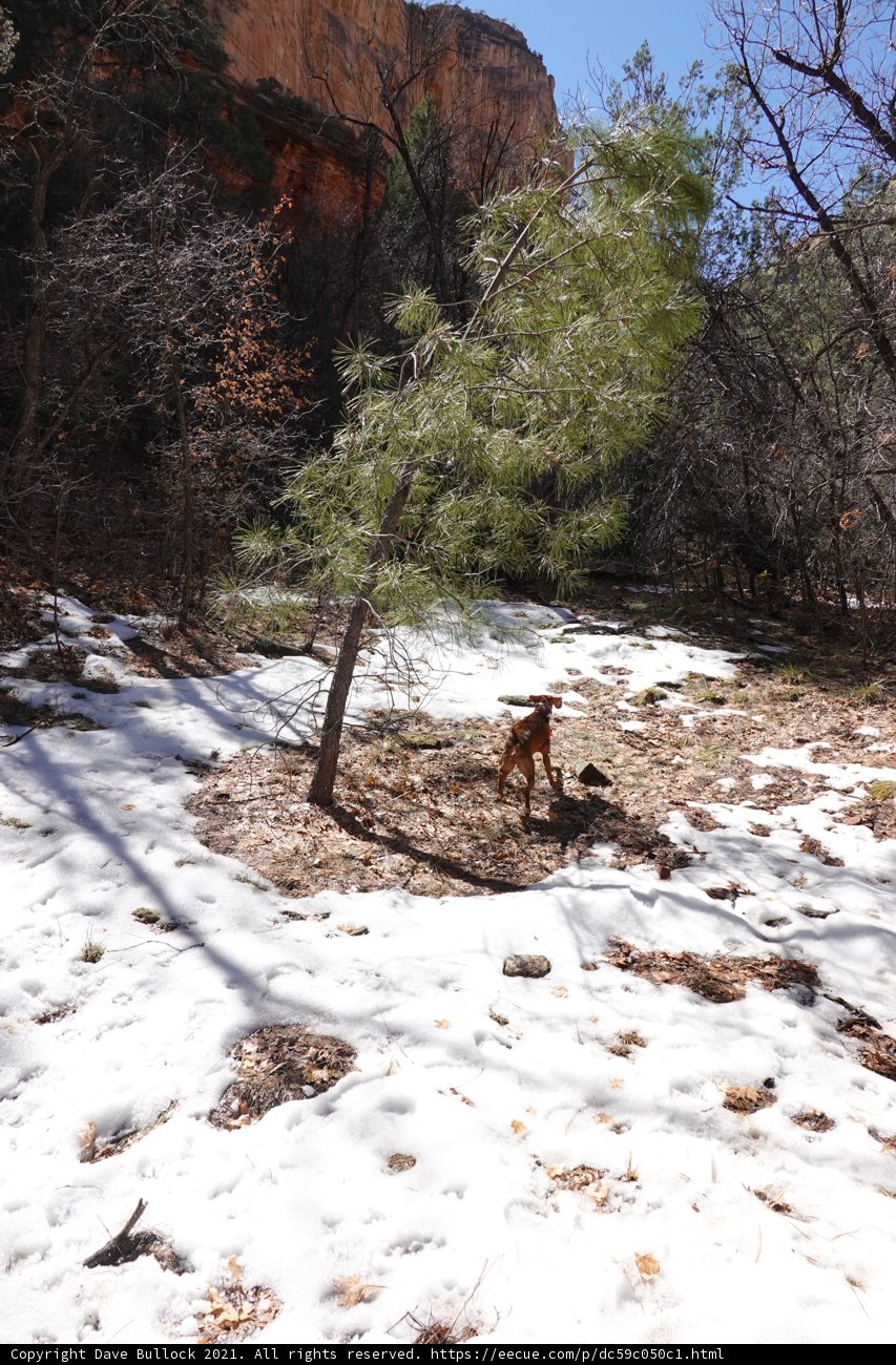 A Dog Finds Solace in the Snowy Wilderness