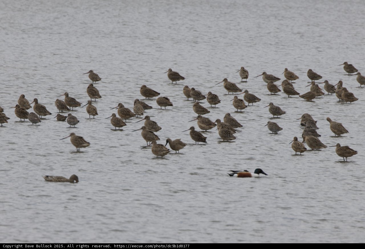 **Flock Gathered by the Bay**