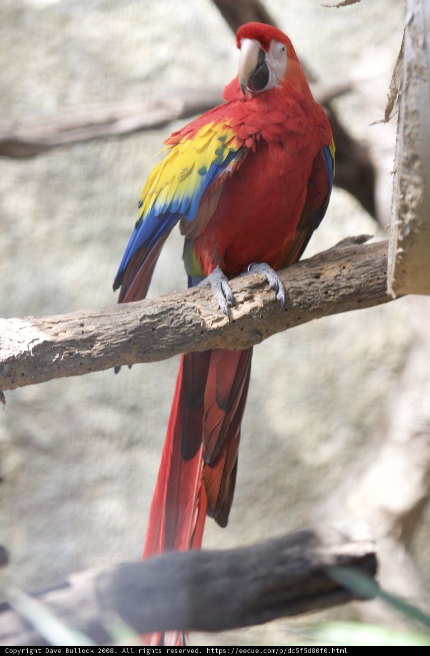 Vibrant Macaw Perched on a Branch