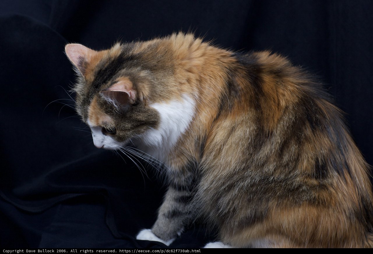 Calico Cat Posing