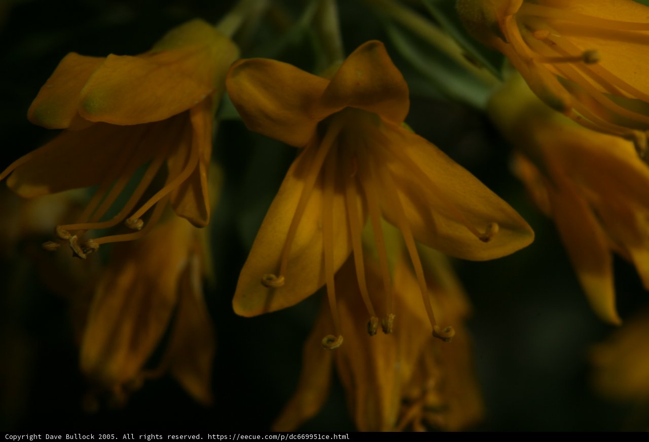 Bright Blooms against Dark Backdrop