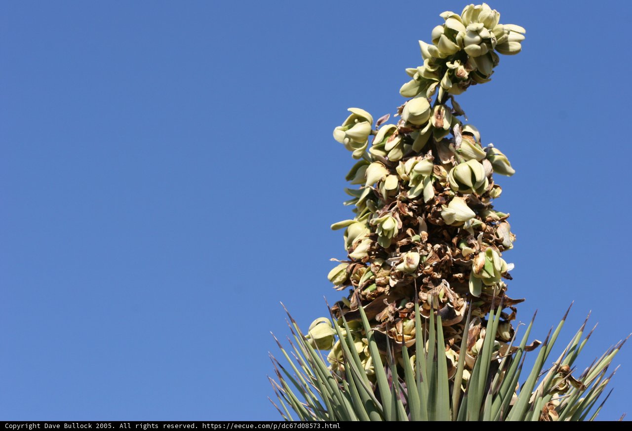 Towering Agave Blossom
