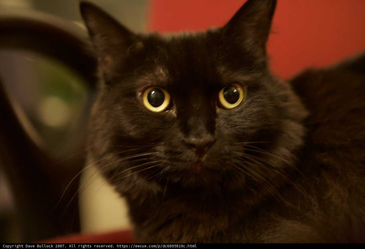 Midnight Stare