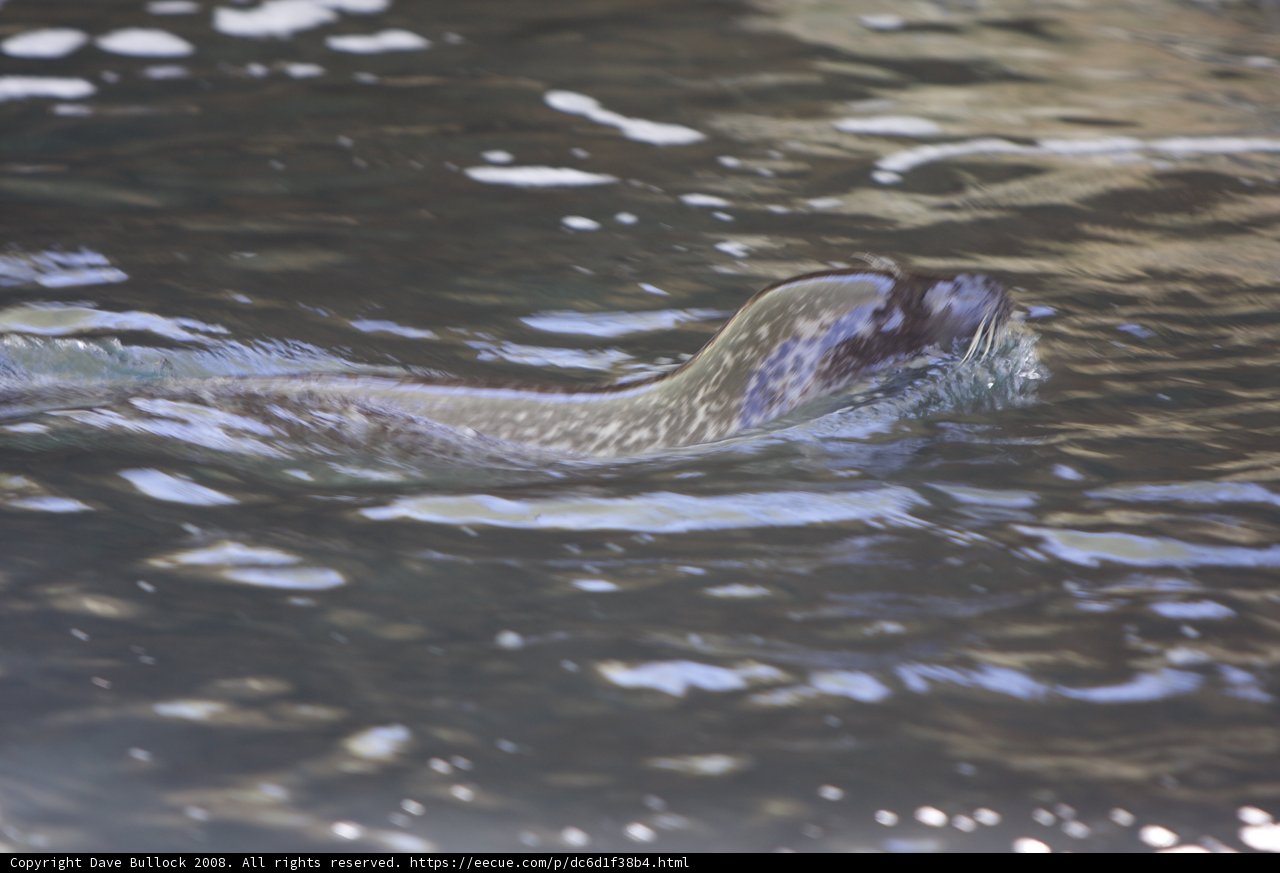 Playful Seal