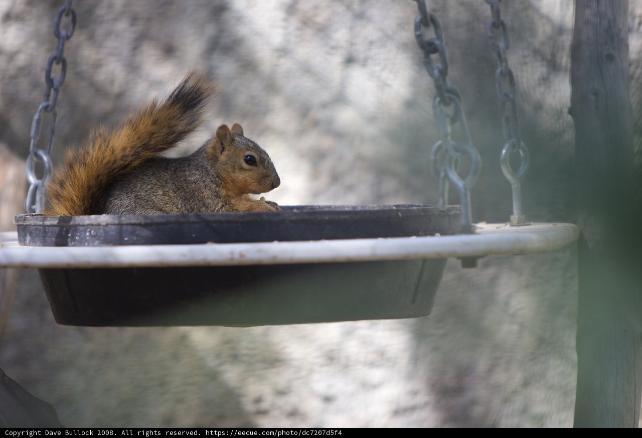 Squirrel Chillaxing in the Bath