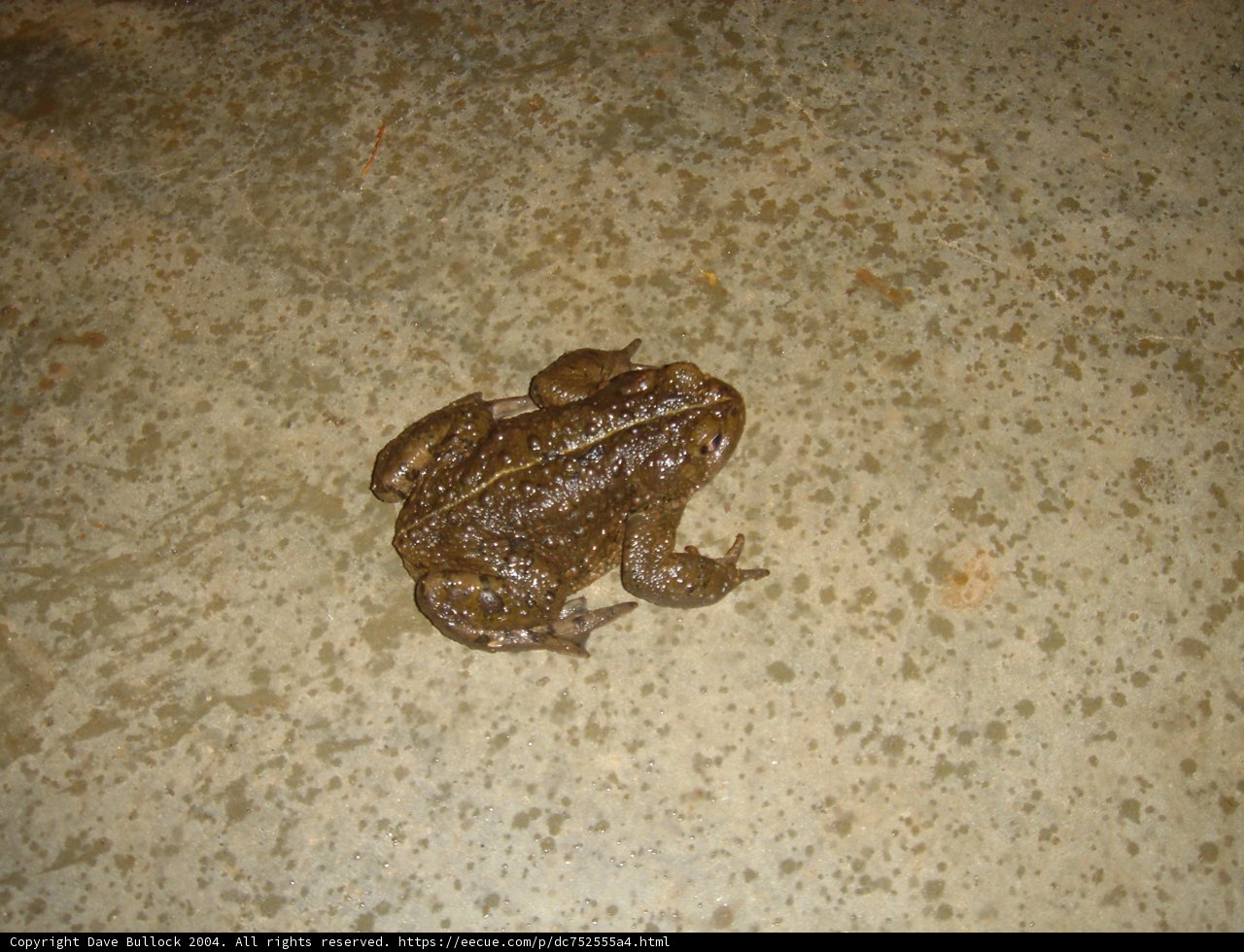 Peaceful Amphibian
