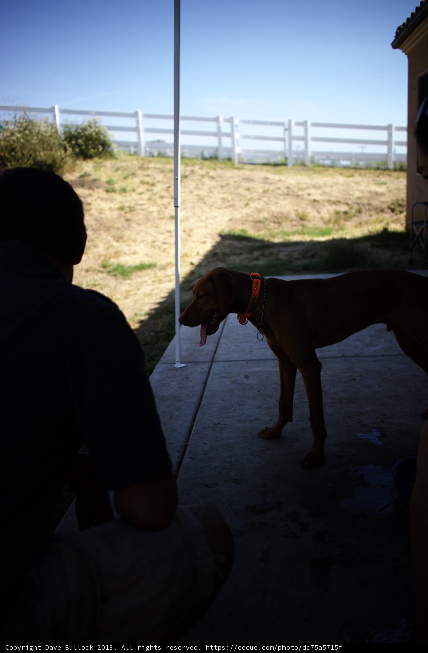 Man and his Dog enjoying the Outdoors