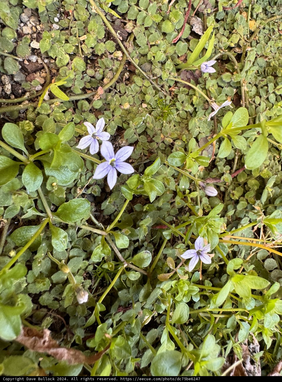 Spring Delicacy: Pale Petals Amongst Verdant Growth