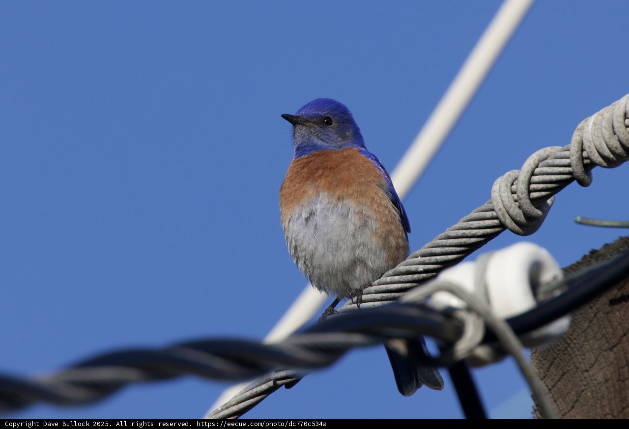 Perched Elegance