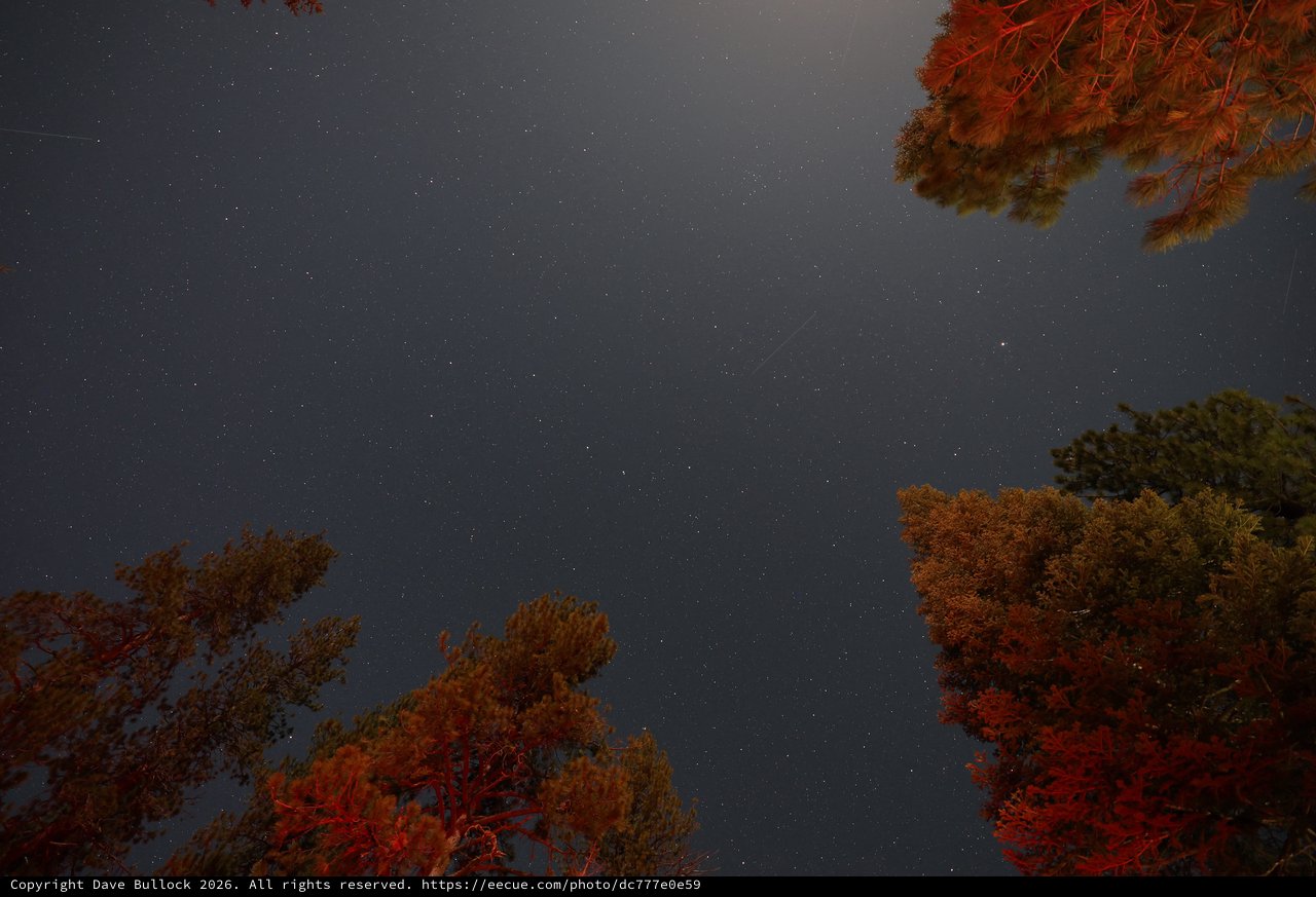 Starry Night Sky Framed by Illuminated Pine Trees