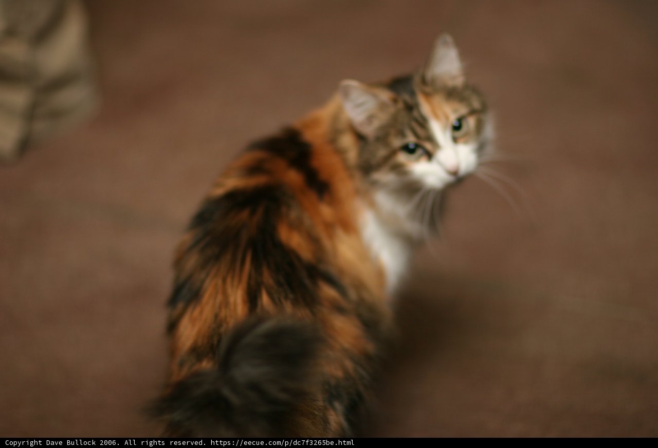 Curious Feline