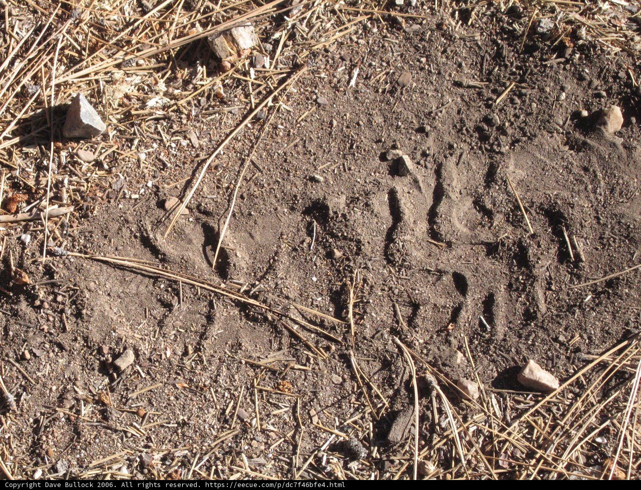 Bear's Trail