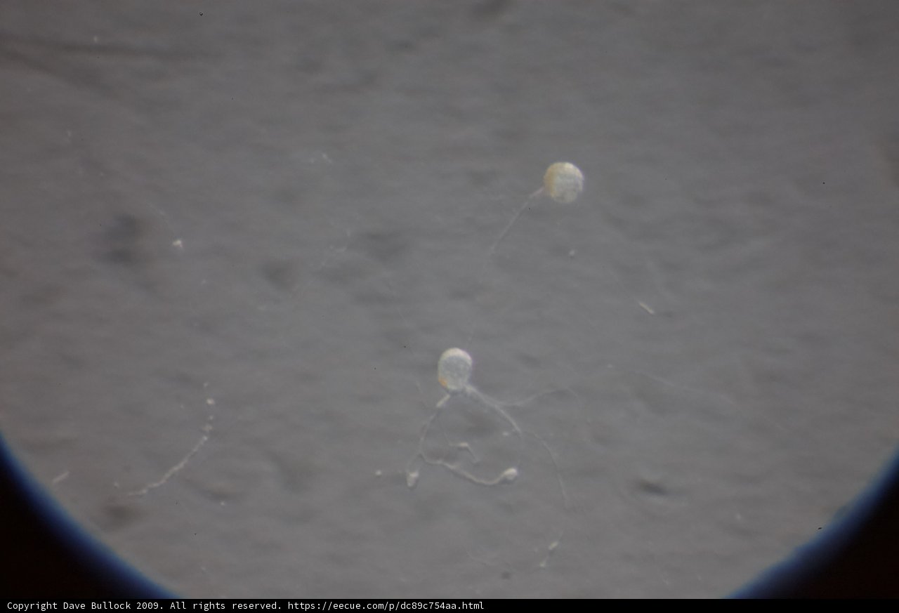 Floating Jellyfish Duo