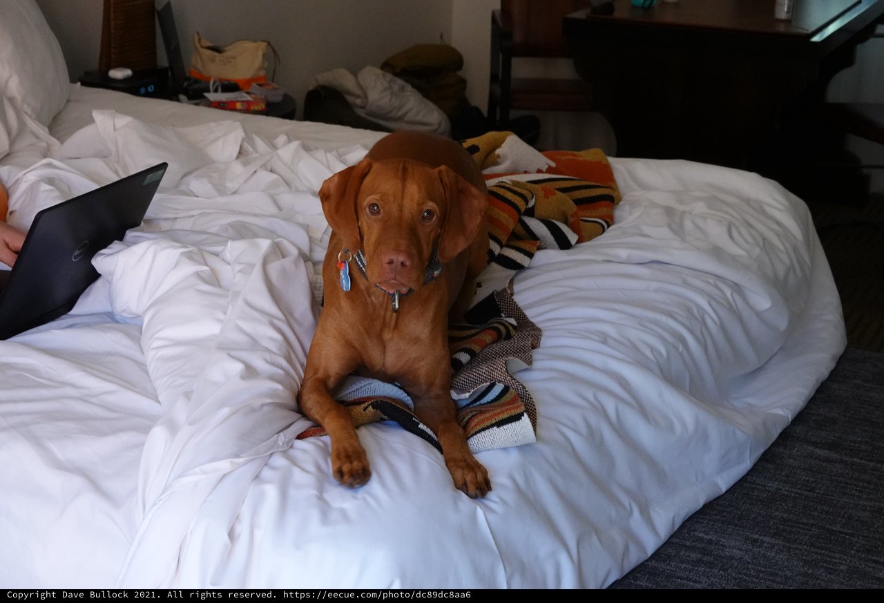 Cozy Dog Relaxing on Unmade Hotel Bed