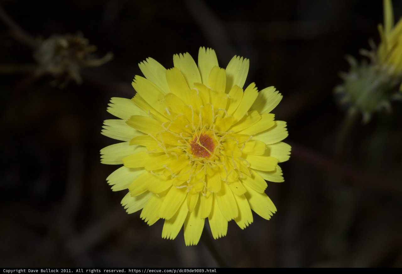 Sunny Bloom
