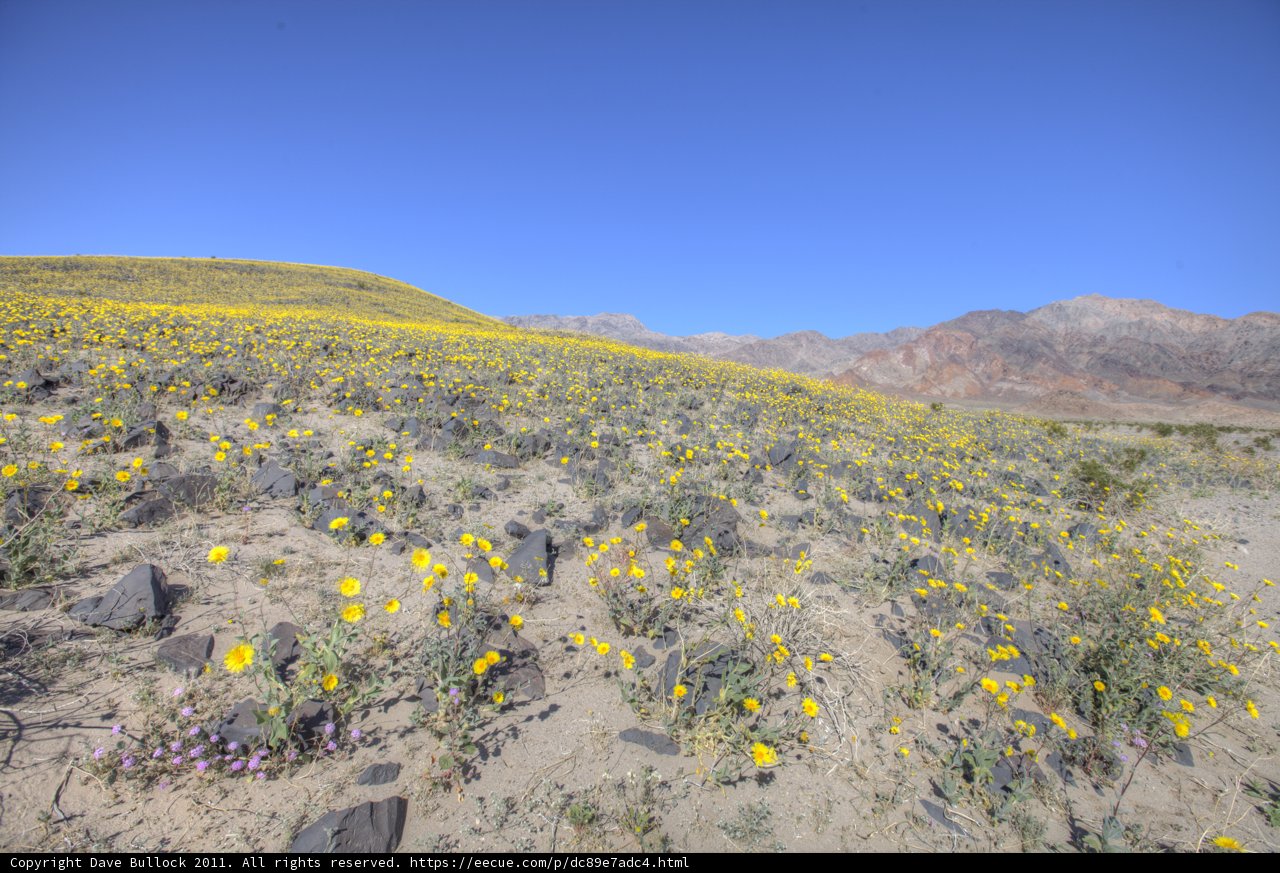 A Vibrant Field of Yellow Flowers in the Desert