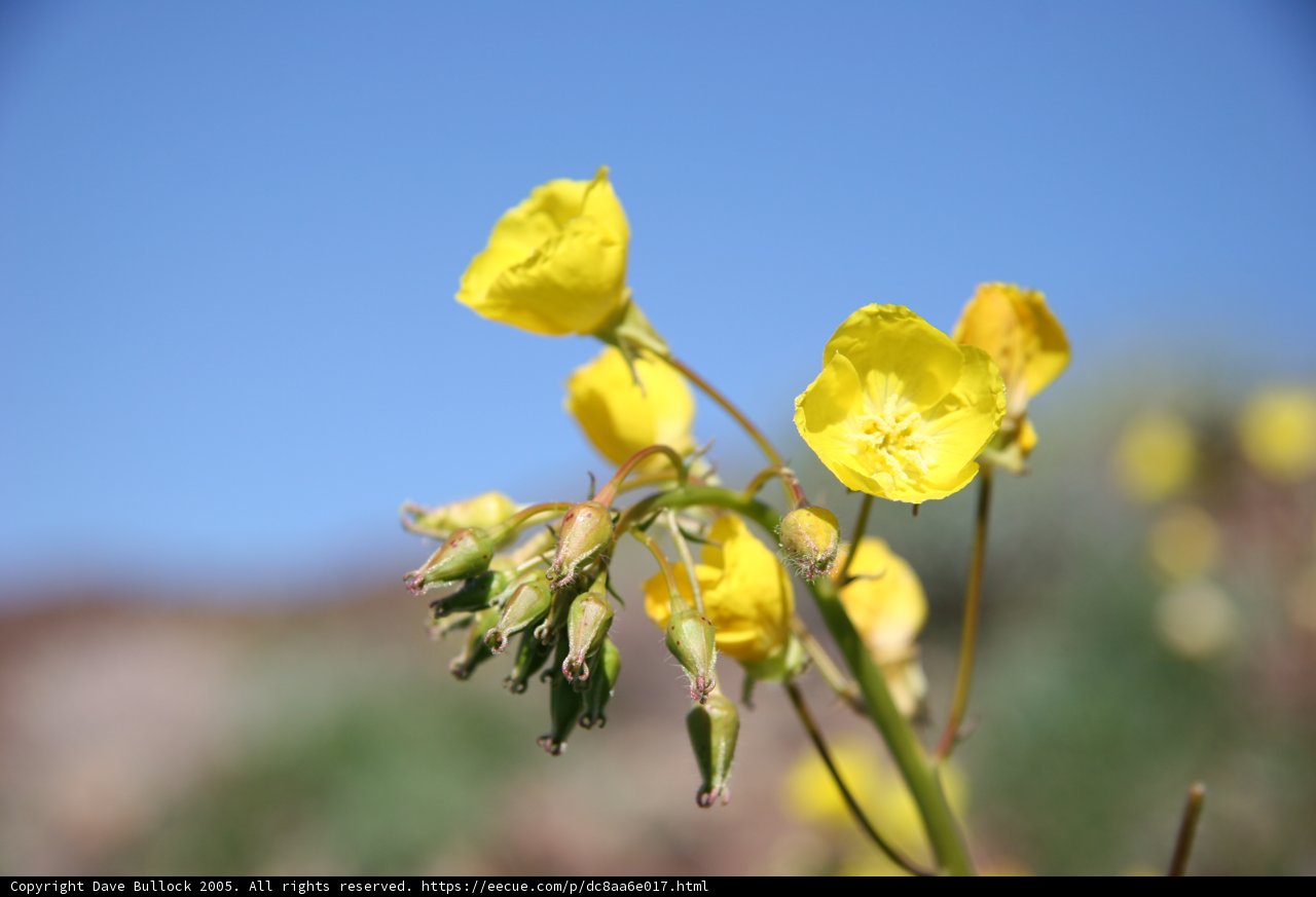 Sunshine in the Desert