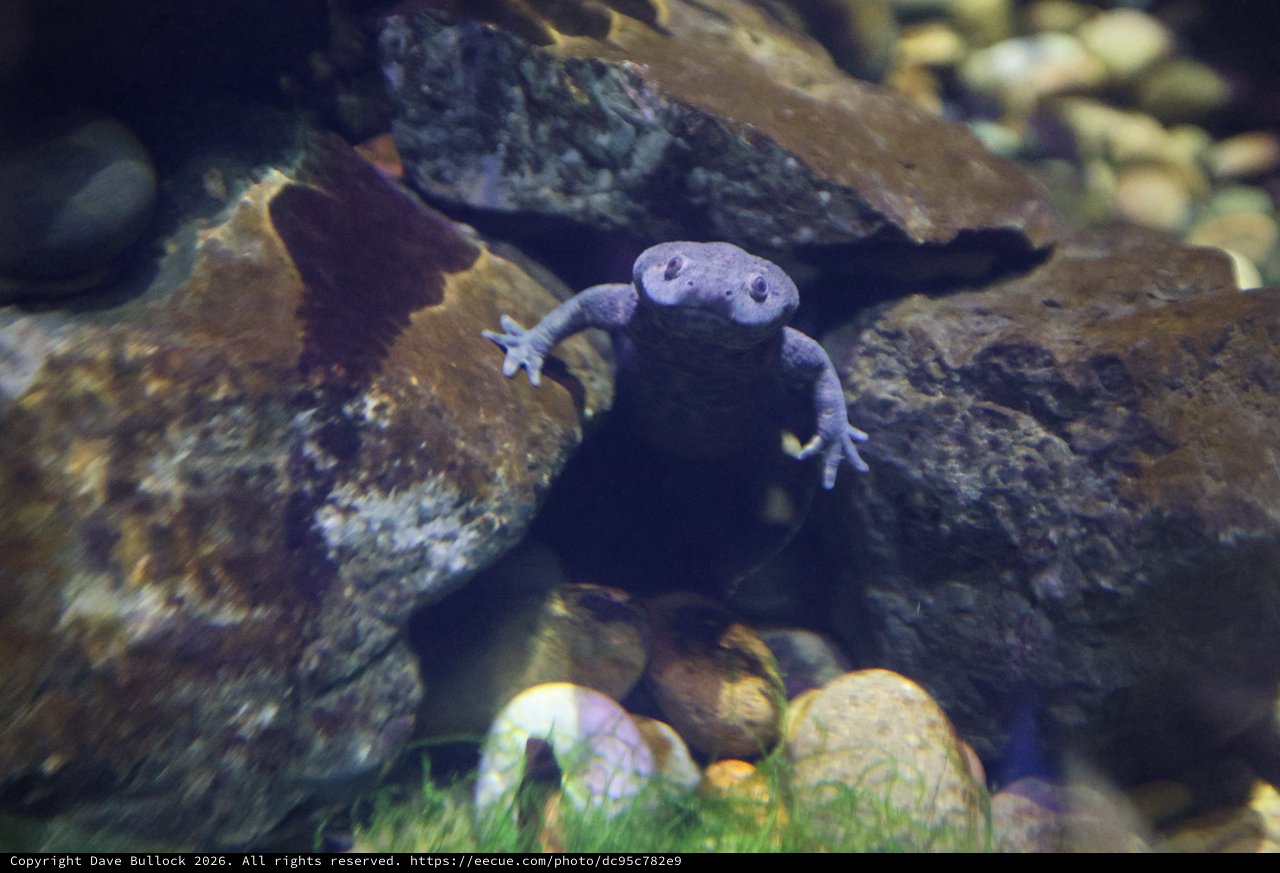 African Dwarf Frog in Aquarium Habitat