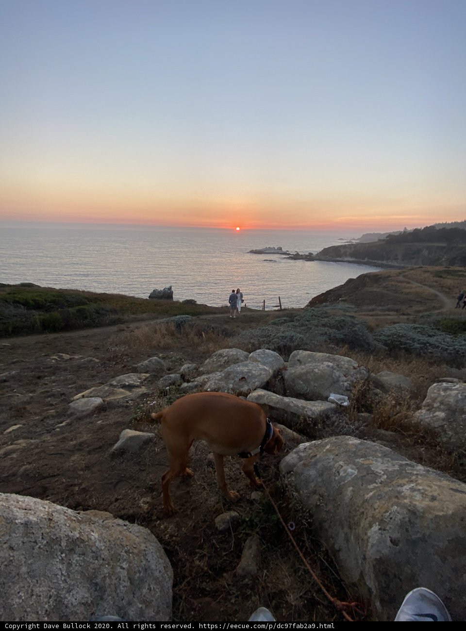 The Dog and the Sunset